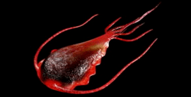Paraziți intestinali