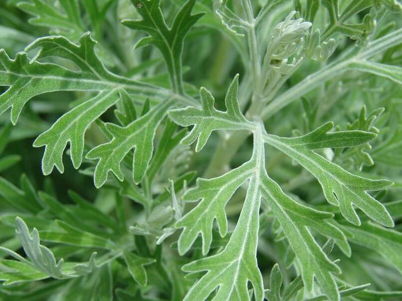 Sagebrush